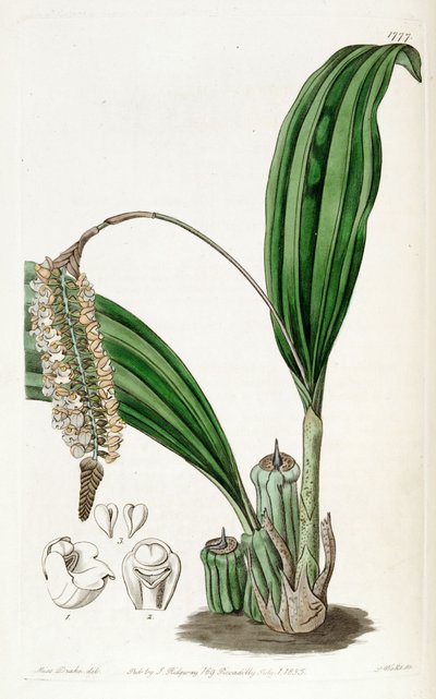 Pholidota imbricata by Miss Drake